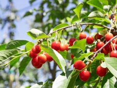 Fruit Trees