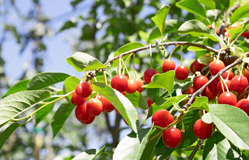 Fruit Trees